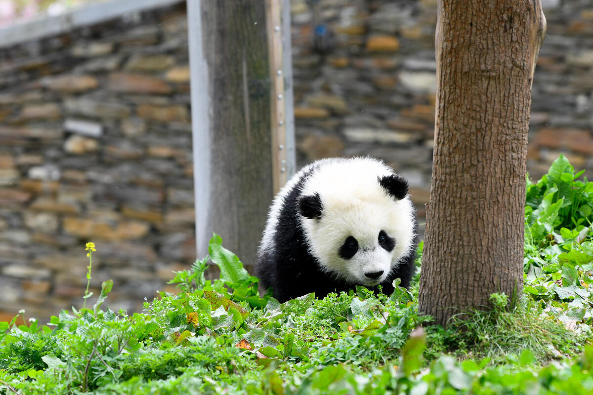 在日本出生的大熊猫"香香"归还中国日期再次推迟