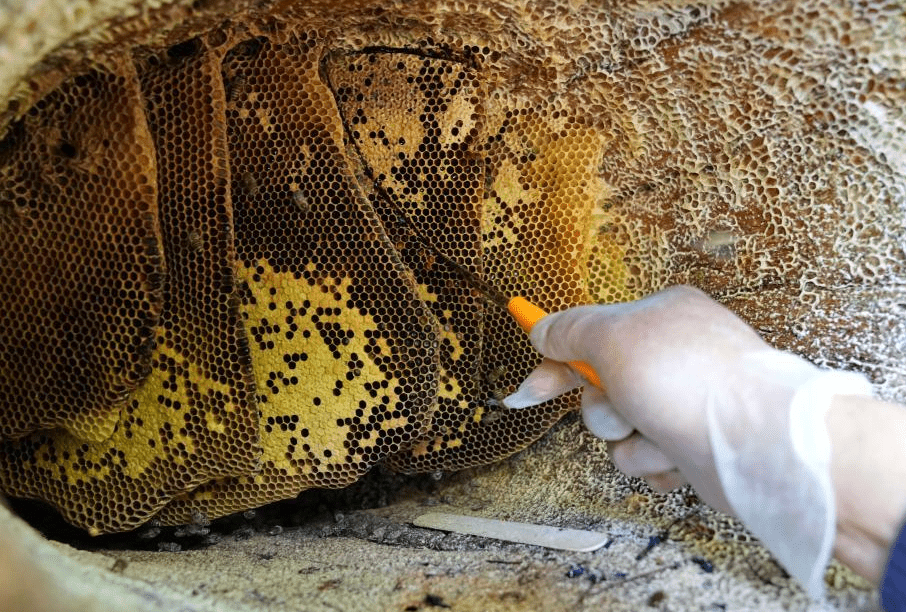 古法养蜂富农家