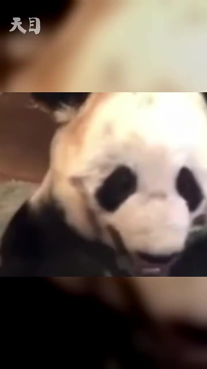 25岁旅美大熊猫离世 死因尚未确定