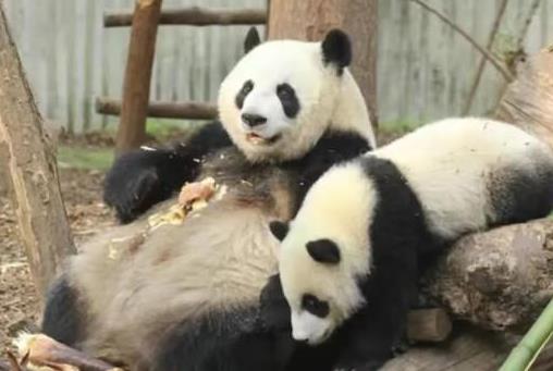 熊猫"宝新"因急性重症胰腺炎造成多器官衰竭离世