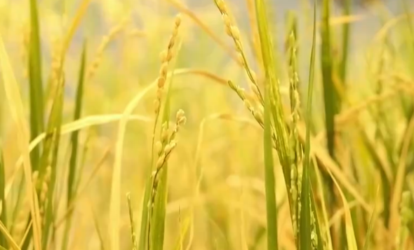 “太空水稻”的“后代”成长有了哪些变化？