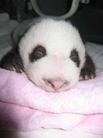世界出生时体重最轻大熊猫幼仔成活(组图)
