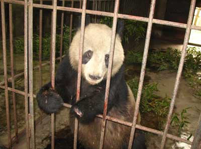 西安野外大熊猫打群架断掌 全球征集假肢
