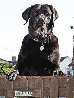 英国头号“巨无霸”猎犬体重达125公斤(图)