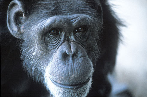 被认为是世界上第一只懂人类语言的黑猩猩瓦苏