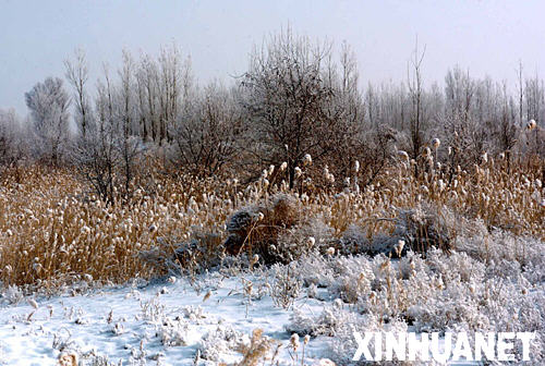 芦苇、树木和大地披上了厚厚的雪衣（1月17日摄）。