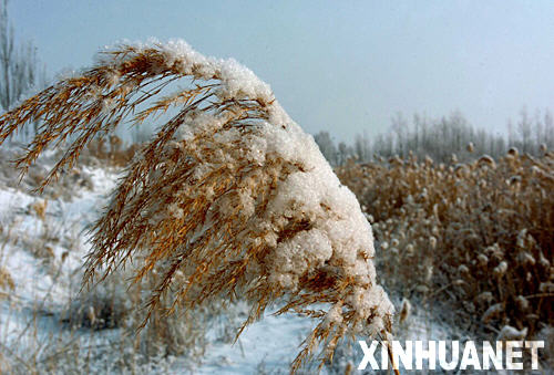 芦苇被厚厚的雪衣压弯了腰（1月17日摄）。 