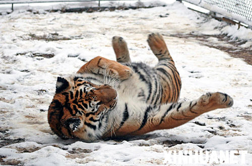 1月22日，一只东北虎在雪地上打滚玩耍。 近来，湖北出现了强度大、范围广的雨雪冰冻天气，难得一见的冰天雪地令武汉动物园里的东北虎兴奋不已，老虎在雪地里尽情撒欢嬉闹。