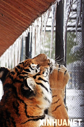 1月22日，屋檐下的冰凌引起一只东北虎的关注。