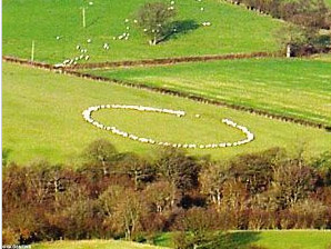 英国农场百头绵羊围出神秘怪圈[组图]