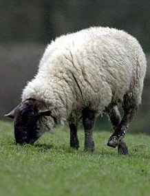 英国农场百头绵羊围出神秘怪圈[组图]