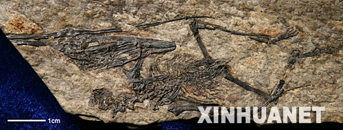 辽西发现世界最小的翼龙化石[组图]