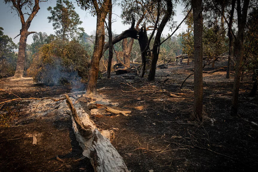 澳大利亚维多利亚州丛林火灾持续