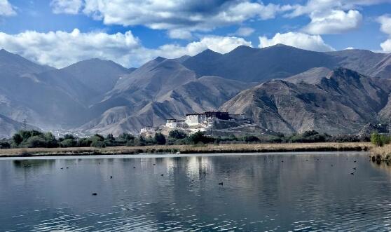 9只红脚鹬回到西藏拉鲁湿地