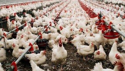 美国确认第二例人感染禽流感病例