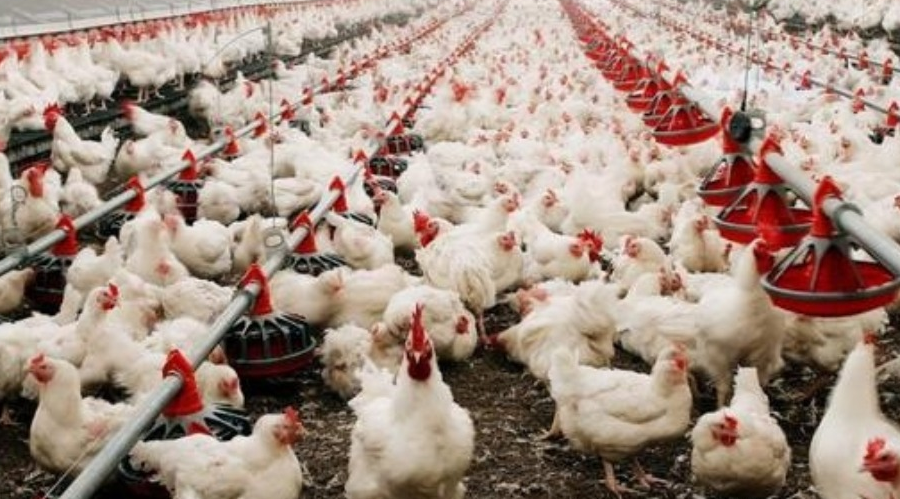 美对澳部分家禽及副产品实施进口限制